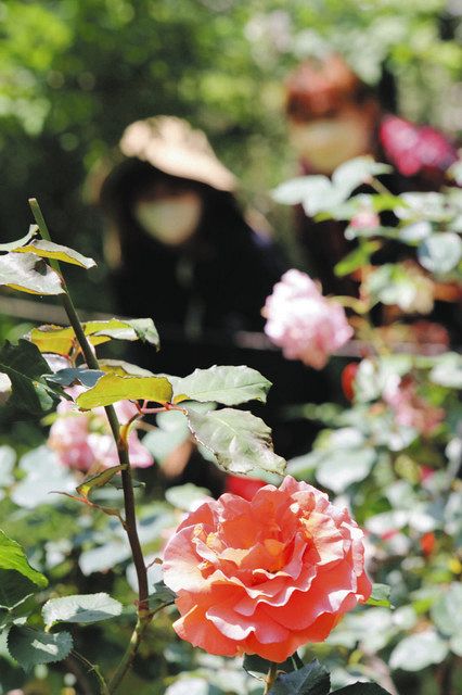 バラの色・香りに癒やされて 川崎・麻生区のバラ農園「ローズオカガミ