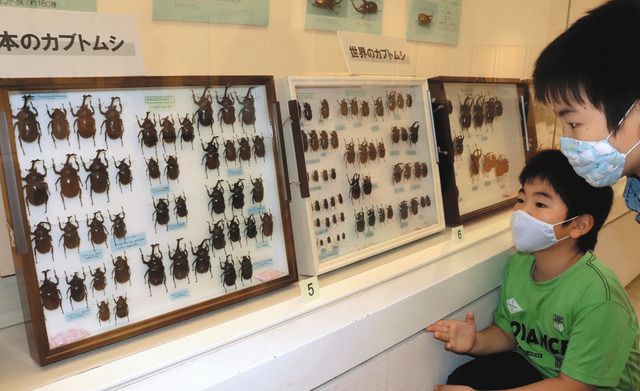 カブトムシなどの標本がずらりと並ぶ会場＝東大和市立郷土博物館で
