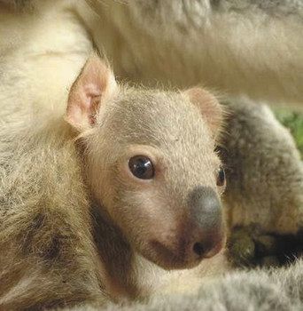 コアラの赤ちゃんこんにちは 県こども動物自然公園できょうから名前募集 東京新聞 Tokyo Web