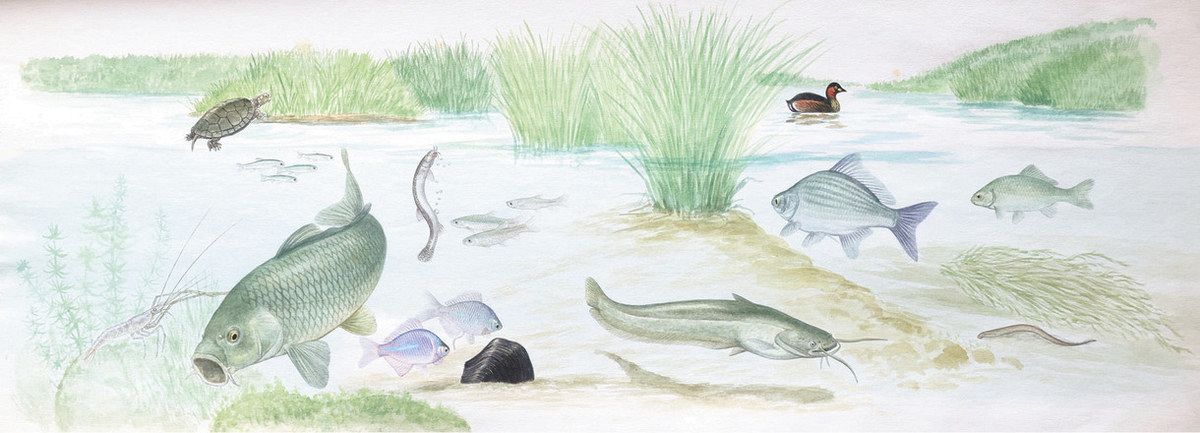 私が描いたタゲリの絵 私が描いたタゲリの絵