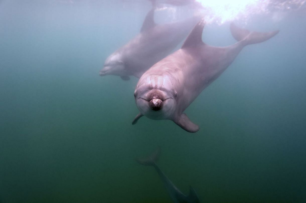 動画あり】津波後の海底に野生イルカの群れ…水中写真家・鍵井靖章さんと共同潜水調査 能登半島地震3カ月：東京新聞 TOKYO Web