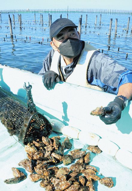 木更津沖の「干潟のゆりかご」育ち 「月夜牡蠣」ブランド海産物に