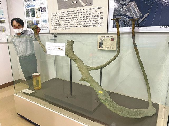 ハゼ 復活の底力 東京湾開発 温暖化 江戸前の魚 今は昔 東京新聞 Tokyo Web