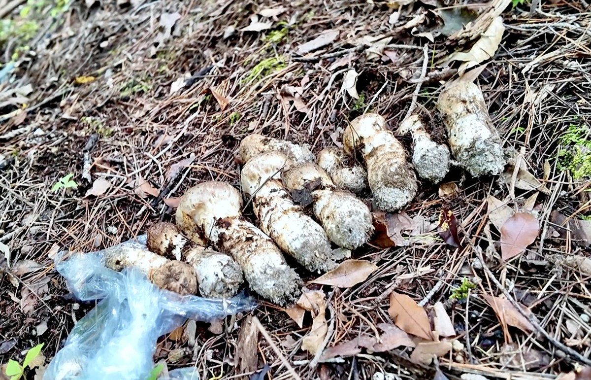 マツタケで「天国と地獄」を味わうなんて 福島・飯舘村周辺で13本発見