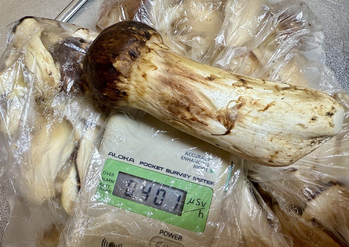 マツタケで「天国と地獄」を味わうなんて 福島・飯舘村周辺で13本発見