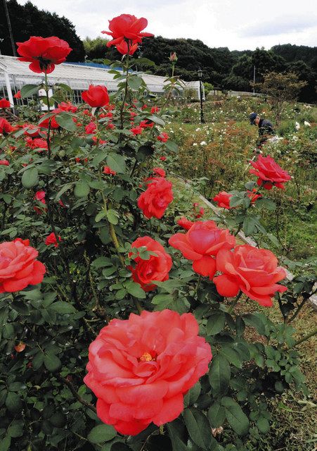 赤やピンクなど色鮮やかなバラを楽しめる会場＝島田市で　 