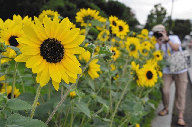 大輪かざり つながり 夏盛り ヒマワリ 震災 忘れないために 東京新聞 Tokyo Web