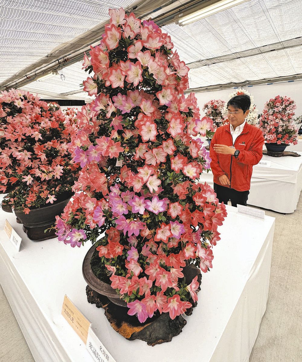 丹精のサツキ堪能して 鹿沼できょう「祭り」開幕：東京新聞デジタル