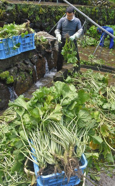 水陸両用わさび「六方沢ワサビ」　さらにお買い得２４本セット【販売期間：春期3月中旬〜4月下旬／秋期10月中旬〜11月中旬】 小売店様、飲食店様 - 西伊豆源流栽培 無農薬わさび Organic wasabi made from spring water