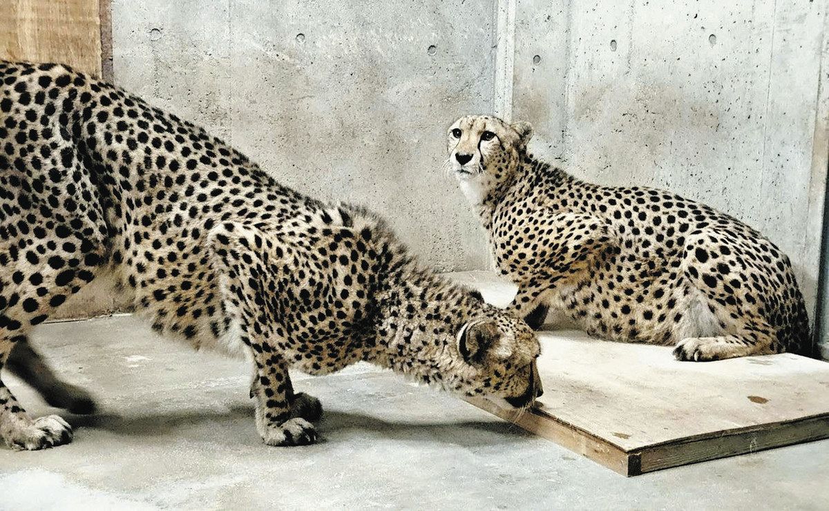 チーター2頭仲間入りしたよ 群馬サファリパーク：東京新聞デジタル