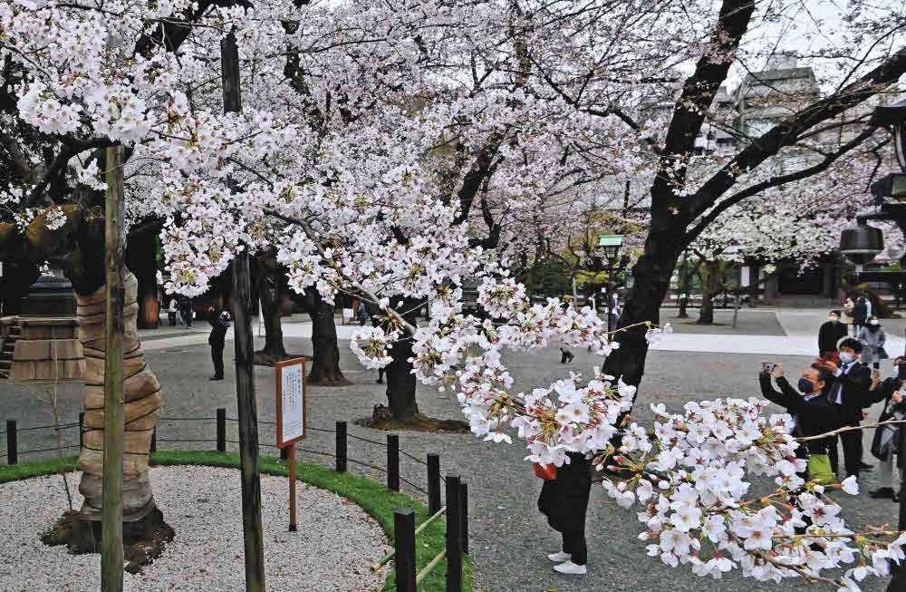 靖国神社で満開となったソメイヨシノの標本木＝2021年3月