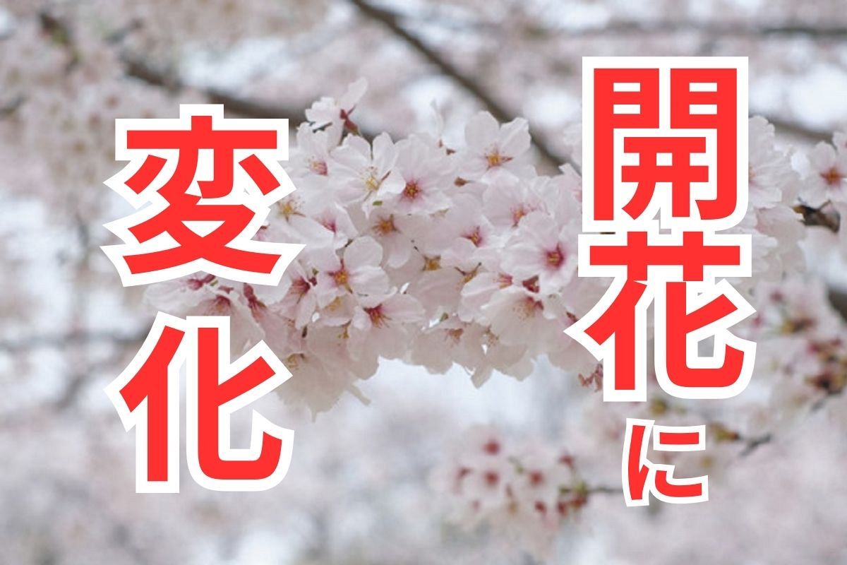 桜が咲かなくなるって知ってる？　高知で開花宣言、東京、名古屋も間近　変わる「前線」、北上が過去のものに…：東京新聞 TOKYO Web