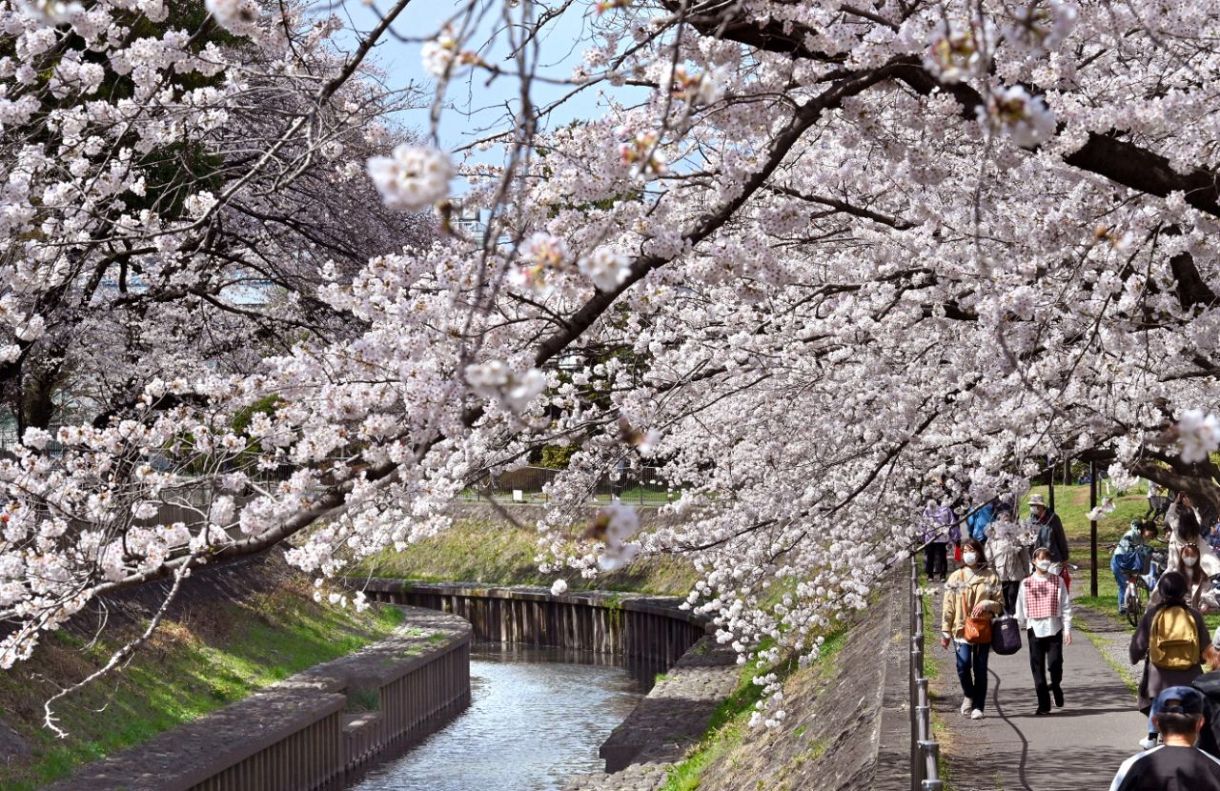 満開となった桜並木＝東京都杉並区、2022年3月