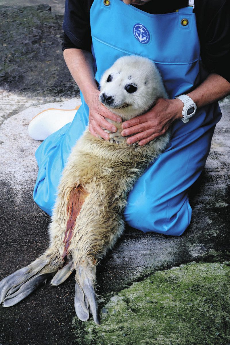 三津シーパラダイスで誕生 アザラシ赤ちゃん2匹 真っ白でふわふわ