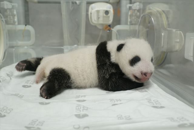 動画 双子の赤ちゃんパンダ 体重は誕生時の10倍以上に 上野動物園 東京新聞 Tokyo Web
