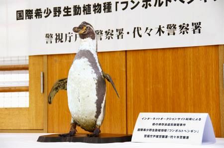 ペンギンの剥製売買の疑い 古物商の男性２人書類送検：東京新聞 TOKYO Web