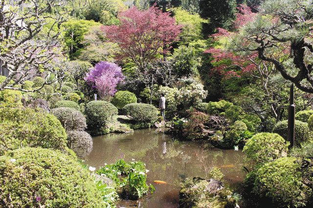 新緑 せせらぎ 癒やし 熱海の植物研究園 あすから一般公開 東京新聞 Tokyo Web
