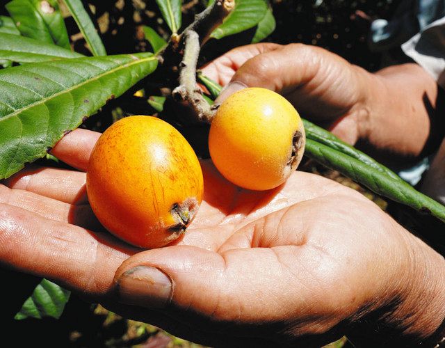 枇杷  白枇杷 160センチ 引き取り 土肥産  珍種類  枇杷の木  甘い果実
