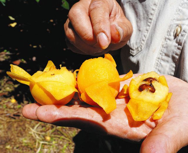 幻の果実 上品で甘〜い白いビワ 伊豆市土肥地区だけで栽培 「花木園」で収穫期：東京新聞 TOKYO Web