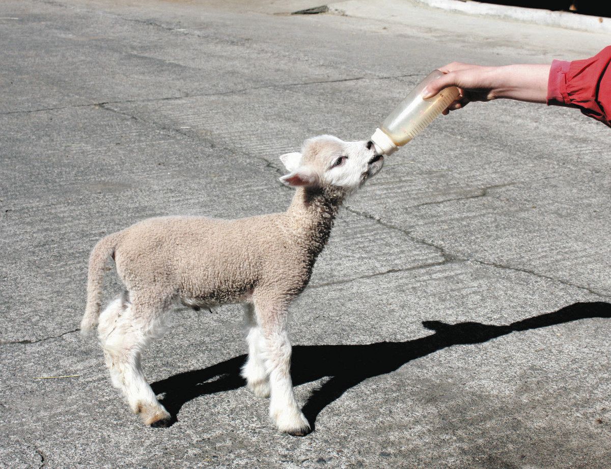 ヒツジの出産ラッシュ 渋川の伊香保グリーン牧場：東京新聞デジタル