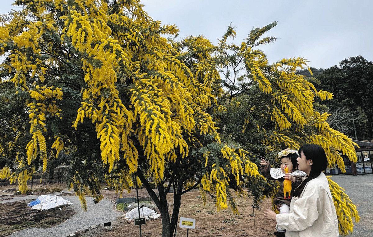 国際女性デーの象徴の花・ミモザが満開に 佐野市のみかも山公園：東京 