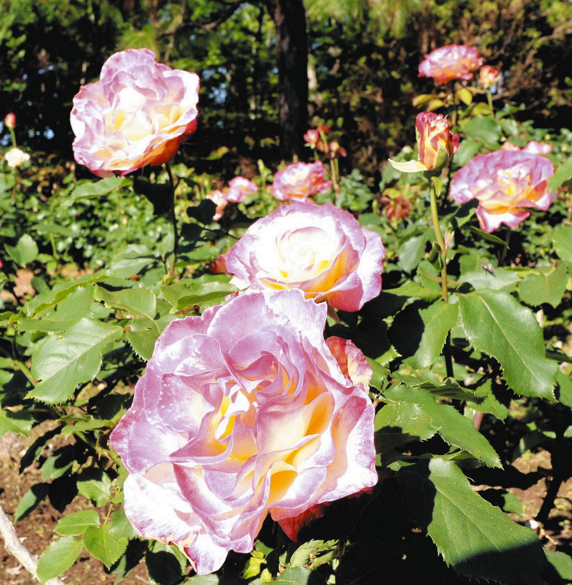 春のバラ700株 次々開花 狭山の植物園、16日から催し：東京新聞デジタル