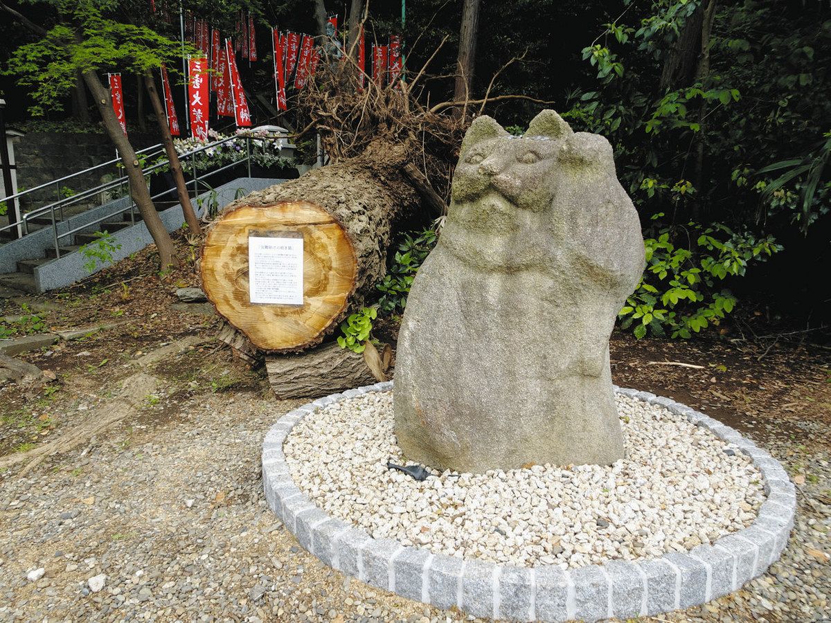災難よけの招き猫！ 倒木の直撃ひらり 横浜・総持寺：東京新聞デジタル