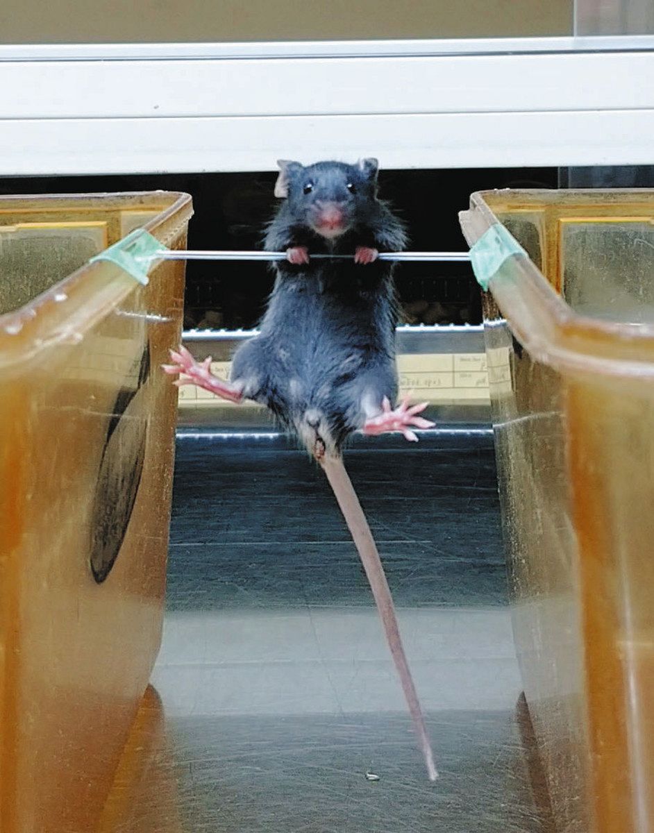 マウスの筋力を調べるため、棒につかまっていられる時間を測る実験（中西真教授提供）