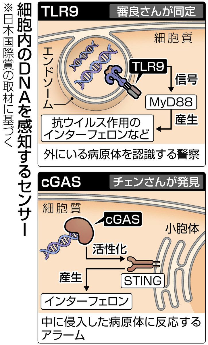 自然免疫」の仕組み解明 日本国際賞に審良特任教授とチェン教授 病原体
