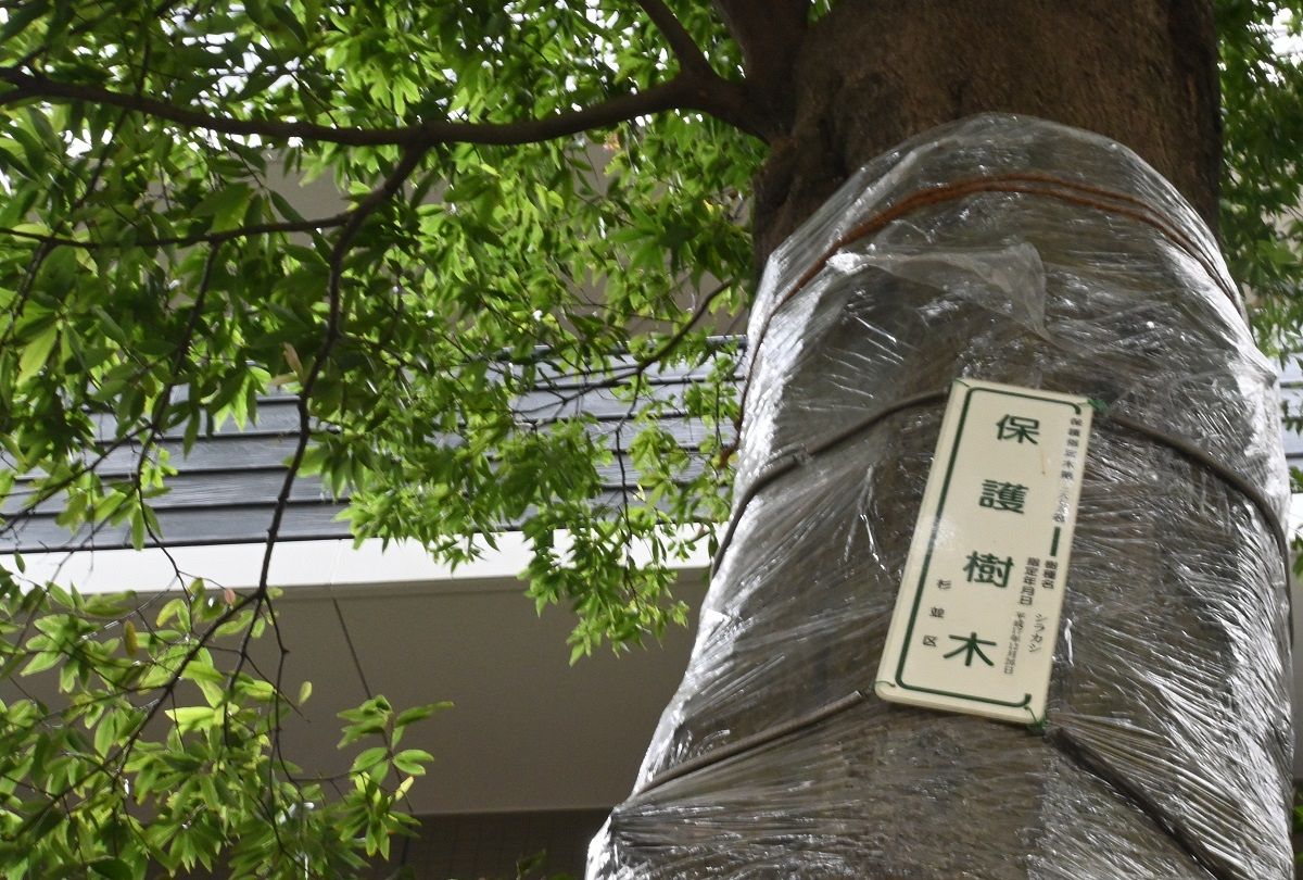 保護樹木だったのに伐採危機 杉並・西荻窪の「ご神木」ケヤキ 保護制度