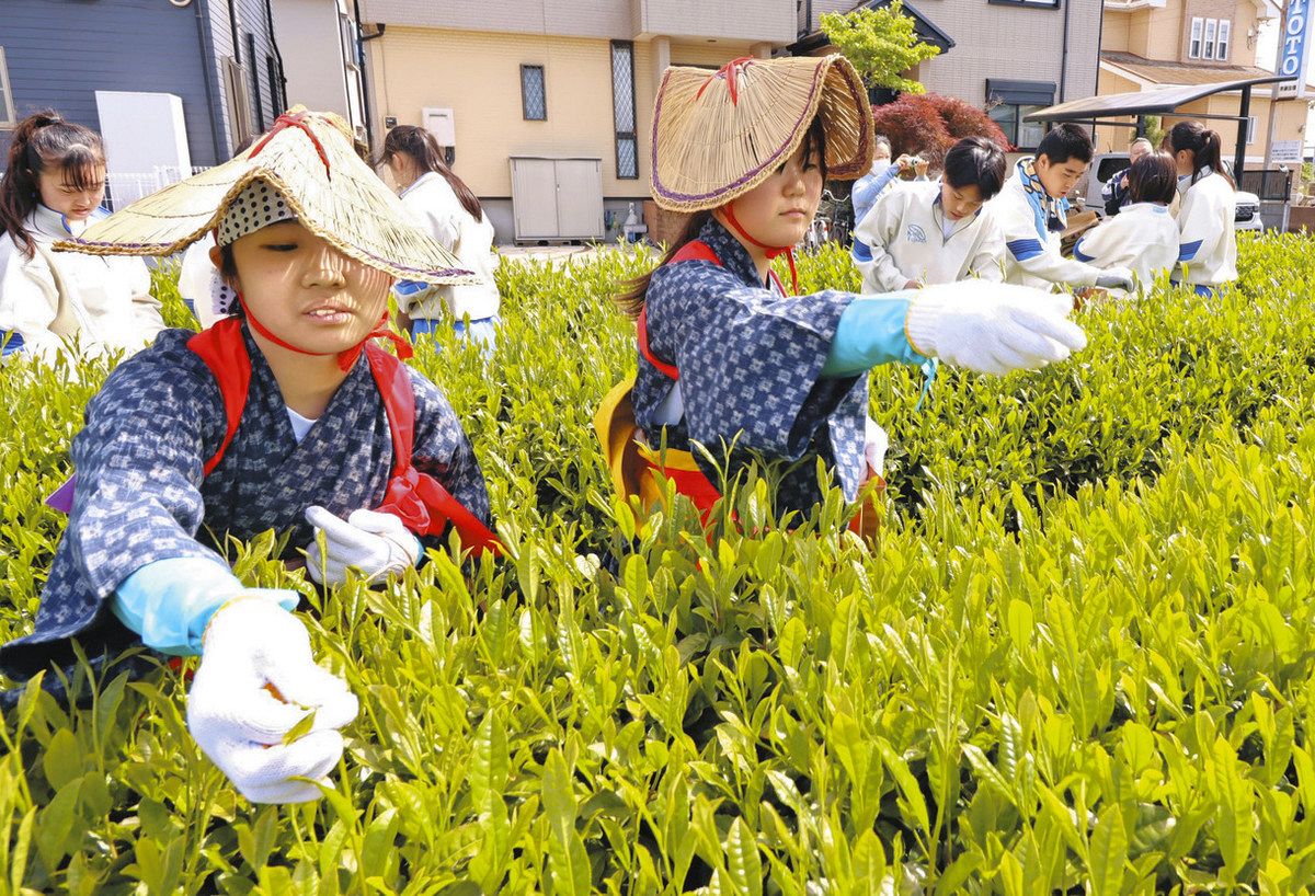 狭山茶の伝統を次世代へ 入間の中学生が茶摘み体験学習：東京新聞デジタル