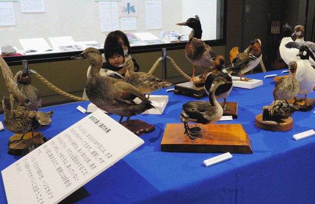 奥日光の自然 少し深く 地質や動物など紹介 宇都宮で企画展 東京新聞 Tokyo Web