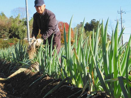 甘み十分　新里ねぎ　宇都宮で出荷始まる：東京新聞 TOKYO Web