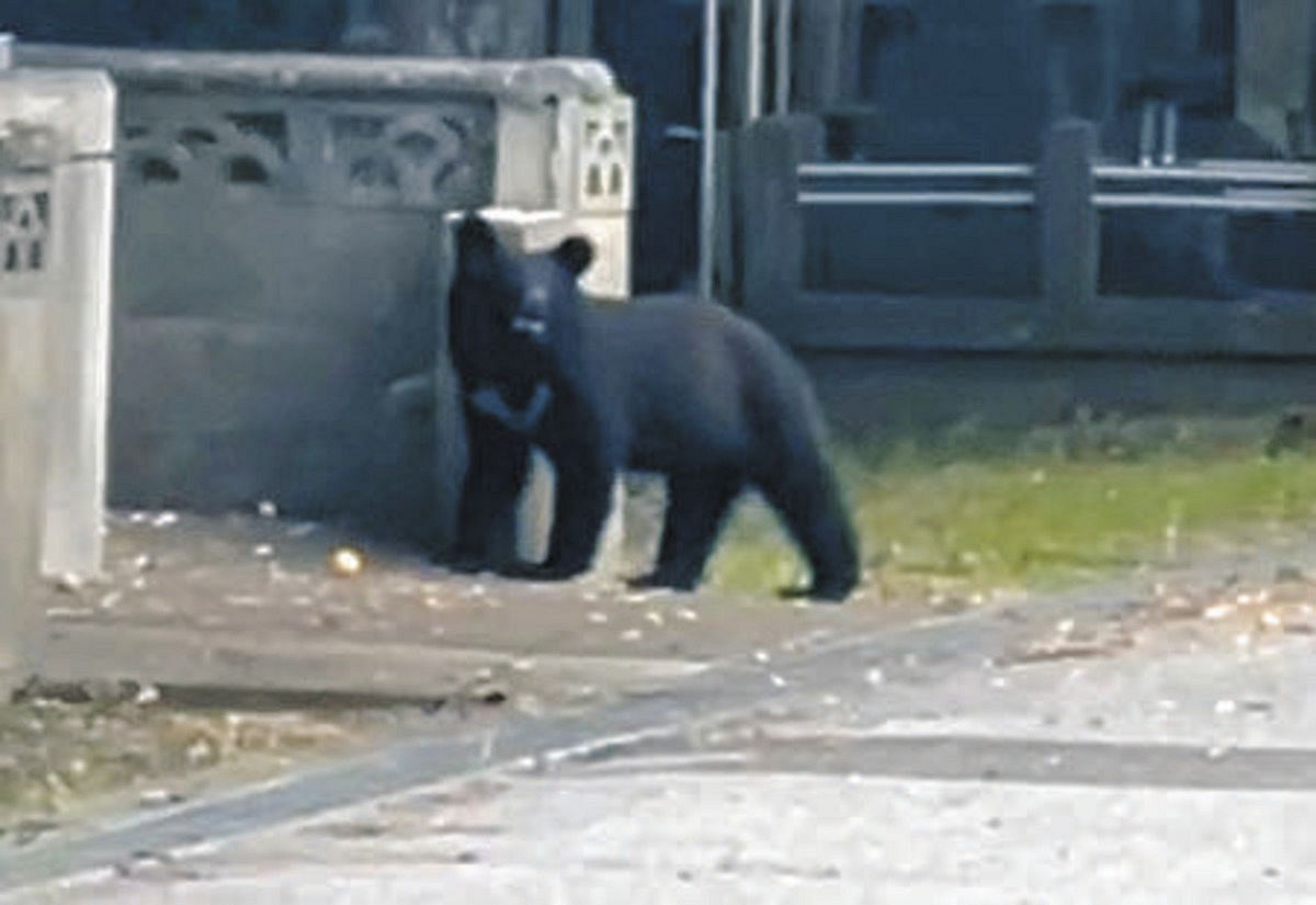 社説〉クマ生息調査へ 個体数管理の体制築け：東京新聞デジタル