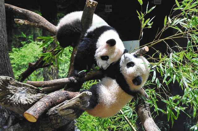 Xiao Xiao (top) and Ray Ray (bottom), which were first released on 12th (provided by Tokyo Zoological Park Society)

