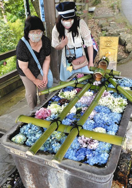 花手水 彩る 色とりどりのアジサイ浮かぶ 佐野 唐沢山神社で 東京新聞 Tokyo Web