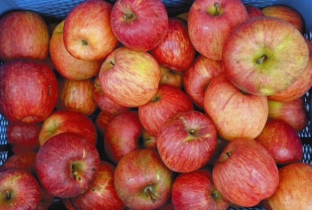 おいしそうに赤く色づいた福島県産のリンゴ