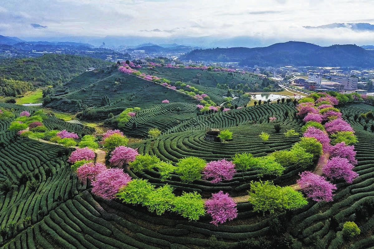 海外便り＞茶園に客呼ぶ「中国一の早咲き桜」 中国・福建省