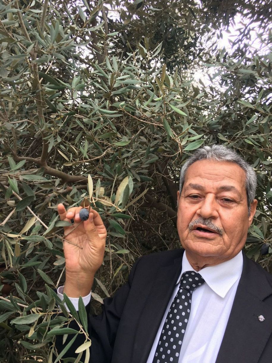 2021年12月初旬、カイロ近郊のフェファ農園で、枝に残ったオリーブの実を見せるムハンマド・アルタハウィさん