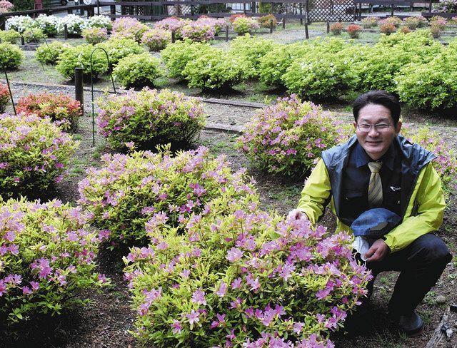 箱根の 山のホテル 庭園にツツジとシャクナゲの希少種42種 調査で判明 東京新聞 Tokyo Web
