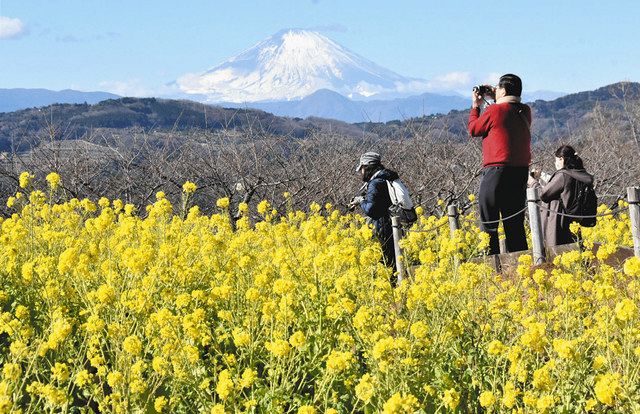 早咲き菜の花と雪化粧の富士山 二宮町の吾妻山公園 東京新聞 Tokyo Web