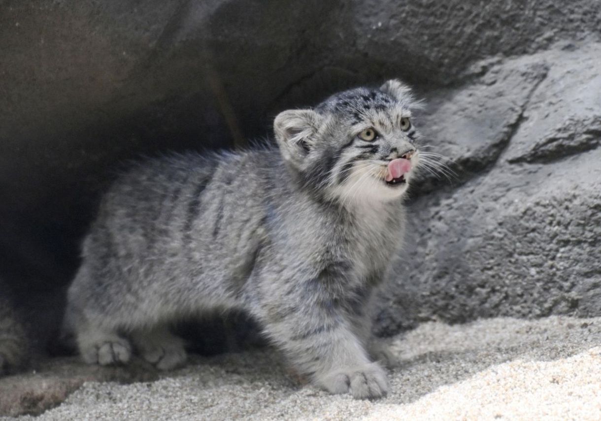 神戸の「最古」の子ネコ、初披露 仲良くじゃれ合う：東京新聞デジタル