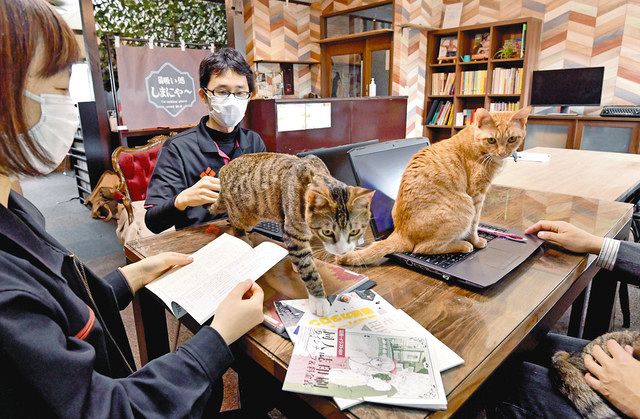 ネコ社員 仲間も客も癒やします 社長は仕事ぶりに満足 足立 しまや出版 東京新聞 Tokyo Web