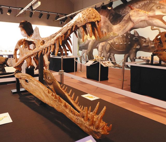 歯で見る恐竜時代 狭山市立博物館で企画展 東京新聞 Tokyo Web