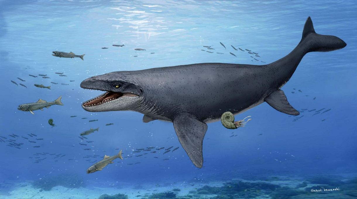 大阪のモササウルス化石、新種か 爬虫類、35年前発見を再分析：東京