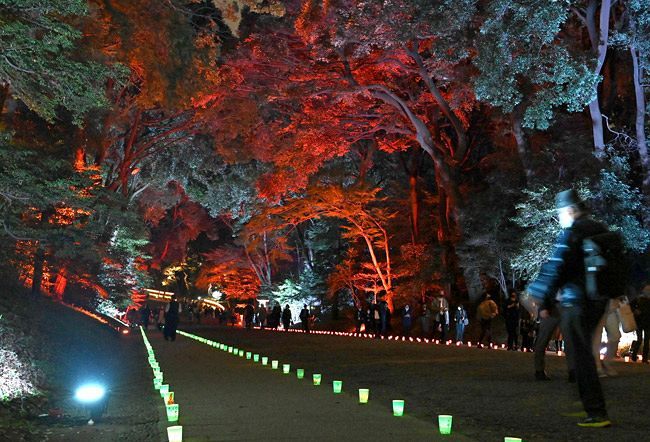 明治神宮で特別夜間参拝：東京新聞デジタル