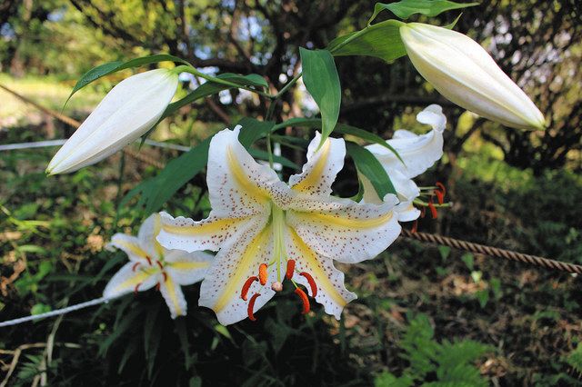 狭山市の稲荷山公園で自生ヤマユリが大輪　見頃は20日ごろまで：東京新聞 TOKYO Web