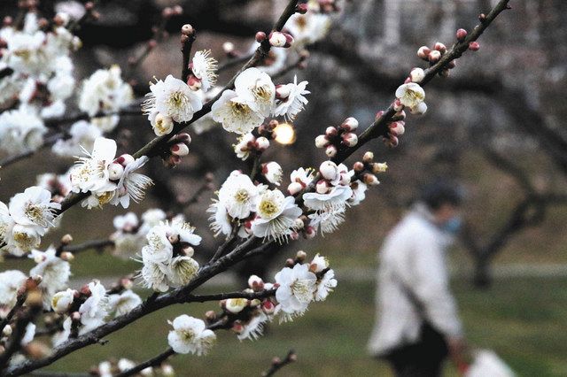 水戸の梅まつり 来月１日に開幕 筑波山梅まつりは今月２６日から 東京新聞 Tokyo Web