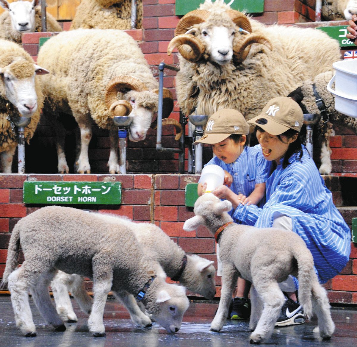 もふもふがごくごく マザー牧場、ヒツジの授乳公開：東京新聞デジタル