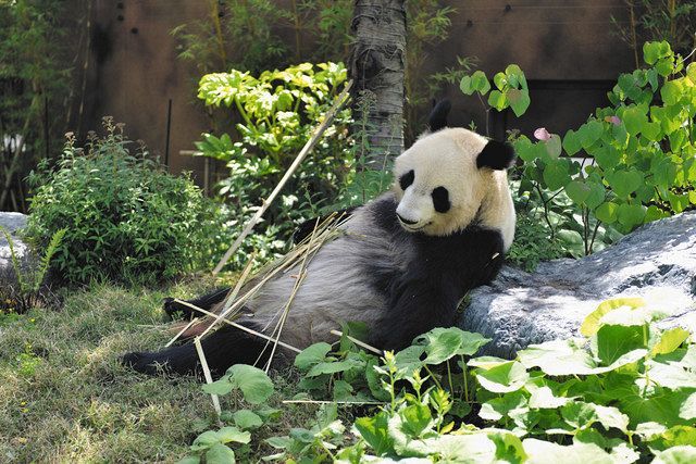 上野動物園のパンダ シンシンに妊娠の兆候 食べる竹の量減り 眠る時間増える 東京新聞 Tokyo Web 上野動物園のパンダ シンシンに妊娠の兆候 食べる竹の量減り 眠る時間増える 東京新聞 Tokyo Web